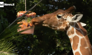 Roma nella morsa del caldo: al Bioparco arrivano i &ldquo;ghiaccioli&rdquo; per gli animali