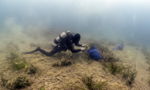 Con One Ocean Foundation e Findus completata una nuova piantumazione di posidonia oceanica in Sardeg
