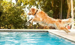 Caldo estremo, come proteggere gli animali: i consigli degli esperti per affrontare l&rsquo;estate