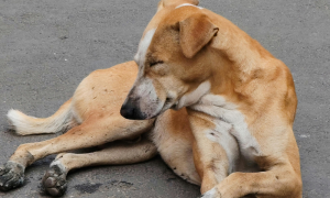 Olbia, stretta sul randagismo: vietato nutrire i cani vaganti nella zona industriale
