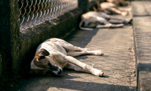 Olbia, continua la polemica sull&rsquo;ordinanza che vieta di sfamare i cani randagi