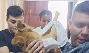 Migliaia di animali colpiti dal terremoto in Venezuela; aperto un fondo d'emergenza italiano