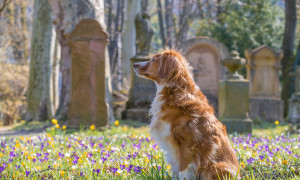 Bari approva il primo cimitero pubblico per animali domestici