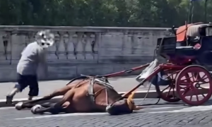 Roma, nuovo caso di un cavallo delle botticelle a terra: proteste degli animalisti