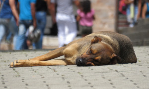 Francia, record europeo di animali abbandonati: fino a 400 mila cani e gatti lasciati soli