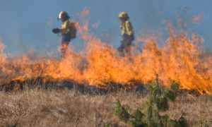 Andalusia, incendio devastante, almeno dodici morti: centinaia di evacuati e fiamme fuori controllo