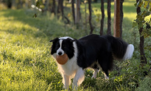 Vacanze con il cane, cresce il turismo pet friendly: nasce il portale che organizza viaggi su misura