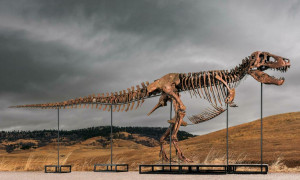 Il T-Rex "Gus" entra nella storia: venduto all'asta per oltre 50 milioni di dollari
