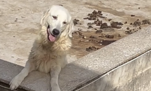 Cuccioli morti sotto il sole a Sciacca, il video shock scatena l&rsquo;indignazione