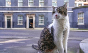 Larry, il gatto di Downing Street, resta al suo posto: accoglie anche il nuovo premier britannico