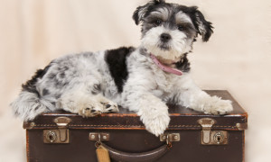 Vacanze a quattro zampe, cresce il turismo pet-friendly: una guida svela le migliori esperienze