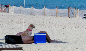 Poetto, l&rsquo;estate degli amici a quattro zampe in riva al mare