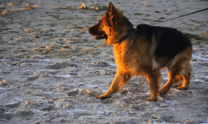 Cane muore in spiaggia dopo un malore, i proprietari si allontanano e non tornano pi&ugrave;