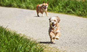Gonnosfanadiga: stop ai bisogni sui muri e divieto di lasciare gli animali al sole sui balconi