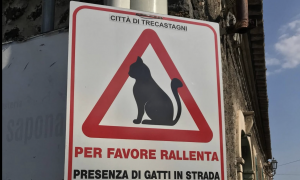 Trecastagni protegge i gatti randagi: nuovi cartelli e fototrappole per ridurre gli investimenti
