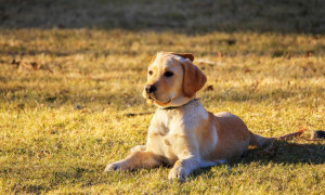 Quartu Sant'Elena, ordinanza del Sindaco per la tutela degli animali contro il caldo estremo