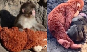 Da cucciolo rifiutato a celebrit&agrave; mondiale: la straordinaria rinascita del macaco Punch
