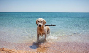 Dalle casse Bluetooth ai droni: il galateo della spiaggia passa dal rispetto degli altri