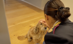 Polizia di Stato: nuovo spot contro l&rsquo;abbandono degli animali durante il periodo estivo