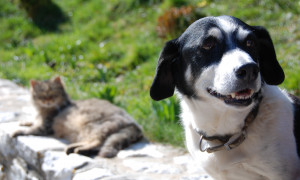 Estate, abbandono degli animali: una piaga che si ripete ogni anno. Ecco cosa dice la legge