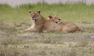 Caldo estremo in Giappone, strage di leoni allo zoo di Tokyo: alcuni lottano per sopravvivere