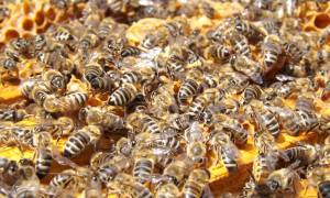 Caldo record, &egrave; allarme per il miele sardo: raccolti dimezzati e milioni di api decimate