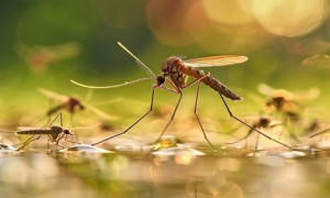 West Nile, virus rilevato in alcune zanzare a Cagliari: nessun caso nell'uomo