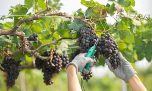 Caldo record, vendemmia anticipata nelle cantine aderenti a Confcooperative Cagliari