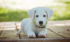 Sinnai, stretta contro i maltrattamenti degli animali durante il caldo: vietato lasciarli al sole
