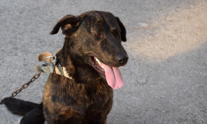 Quartu: task force per difendere gli animali dal caldo estremo