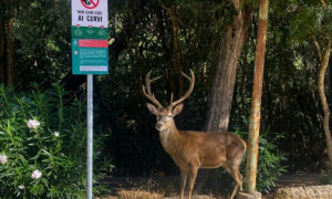 Montevecchio, stop al cibo ai cervi: nuovi cartelli e multe fino a 500 euro