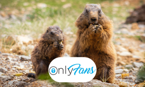Marmotte su OnlyFans: la ricerca scientifica si affida al crowdfunding