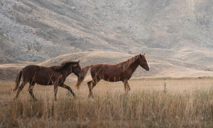 Mustang protetti, venduti e destinati al macello: l&rsquo;inchiesta che scuote gli Usa