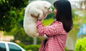 I cani percepiscono il nostro stress anche quando cerchiamo di nasconderlo