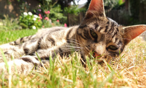Gatti liberi, chi li nutre non ne diventa il custode: la Cassazione fa chiarezza