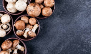 Australia, primo funerale con una bara di funghi: si trasforma in terreno in 45 giorni