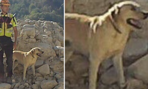 Addio a Marley, cane dei Vigili del fuoco: cerc&ograve; vite tra le macerie del sisma e del ponte Morandi