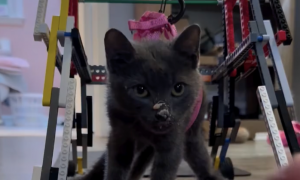 Un gattino torna a muoversi grazie a una sedia a rotelle costruita con i Lego