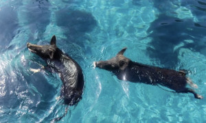 In Grecia c&rsquo;&egrave; un&rsquo;isola dove si pu&ograve; nuotare con i maiali: Atokos diventa virale sui social