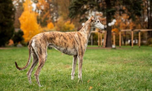 A Villaspeciosa la camminata mondiale dei levrieri
