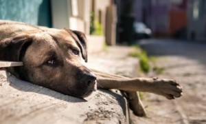 Olbia, si pu&ograve; tornare a sfamare i cani randagi: il Tar annulla l&rsquo;ordinanza del sindaco Nizzi