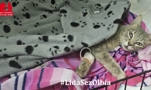 Olbia, gattina colpita con una carabina: Pupetta &egrave; paralizzata, appello per salvarla